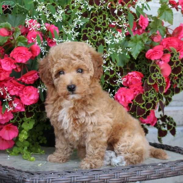 Kiwi, Bich-Poo Puppy